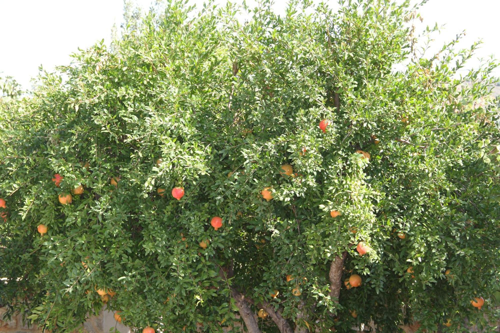 Apartment αριων Village & Nafplio